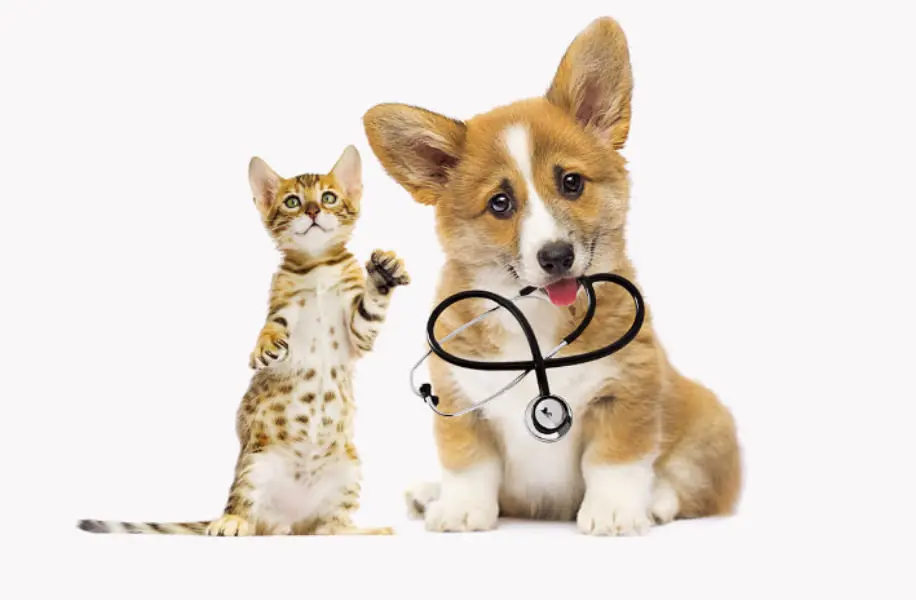 Veterinary Regenerative Medicine